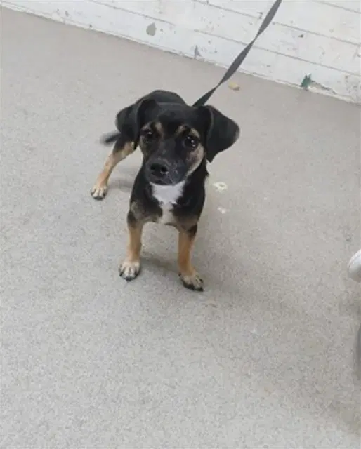 Samson - Chihuahua
