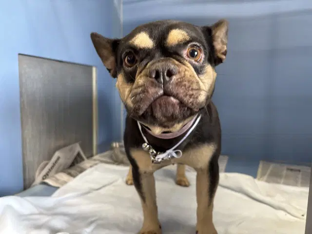 Unknown - French Bulldog