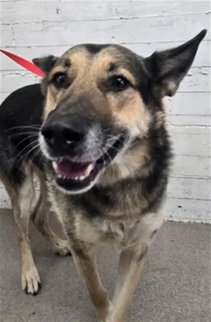 Prince - German Shepherd Dog