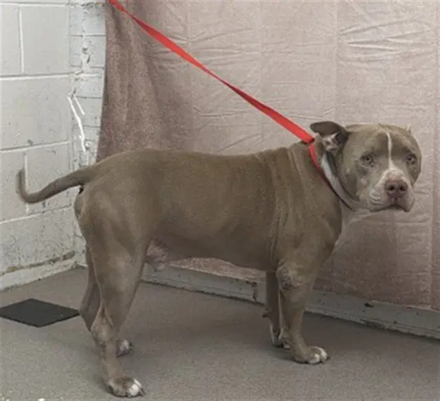 Jameson - Staffordshire Bull Terrier