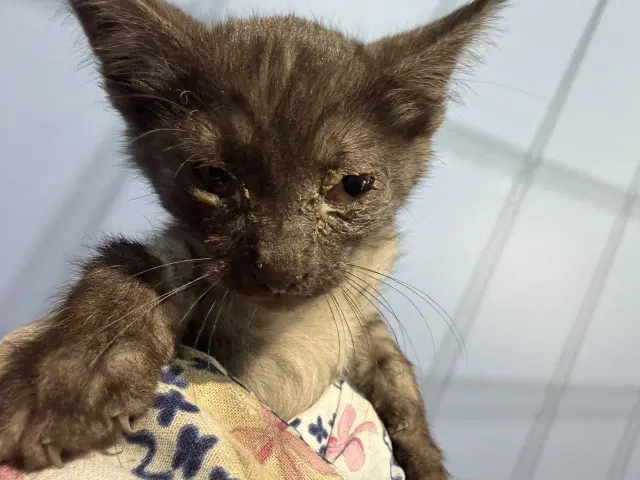 Titan - Domestic Short Hair