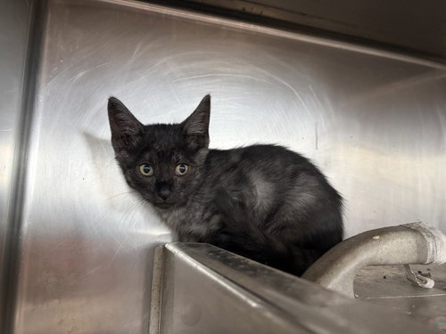 Titan, Domestic Short Hair (medium coat)