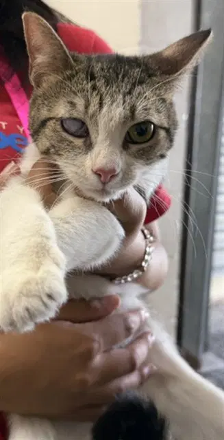 Norah - Domestic Short Hair
