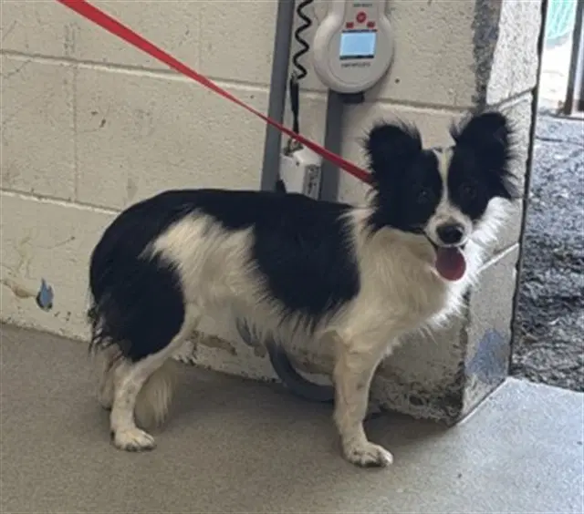 Paulina - Chihuahua