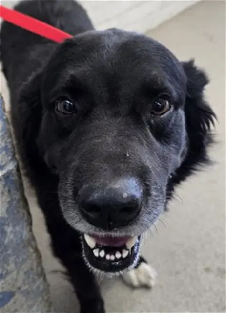 Mikey - Border Collie