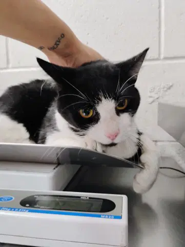 Wade - Domestic Short Hair