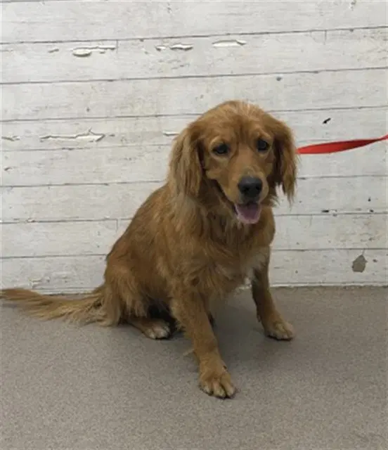 Daria - Golden Retriever