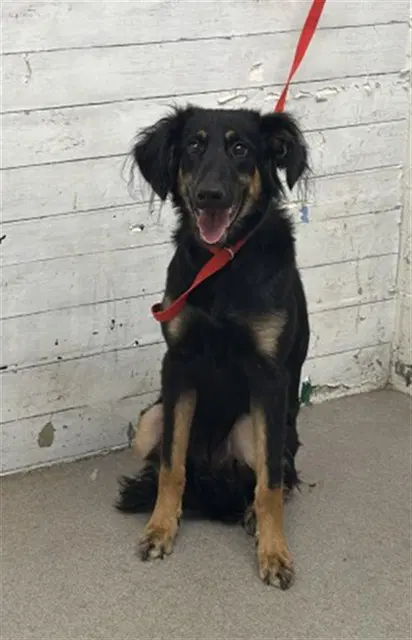 Quinn - German Shepherd Dog