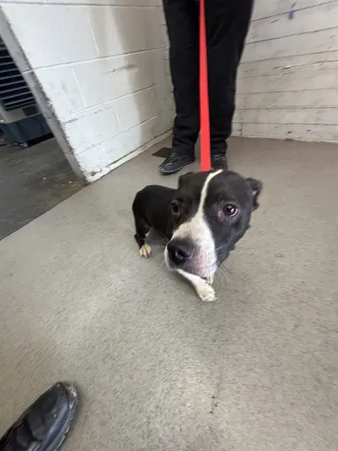 Beautiful - Pit Bull Terrier