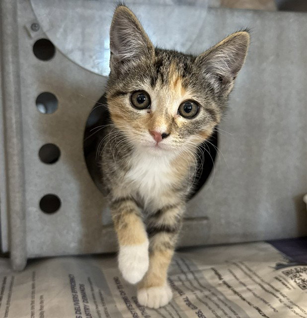 BONITA