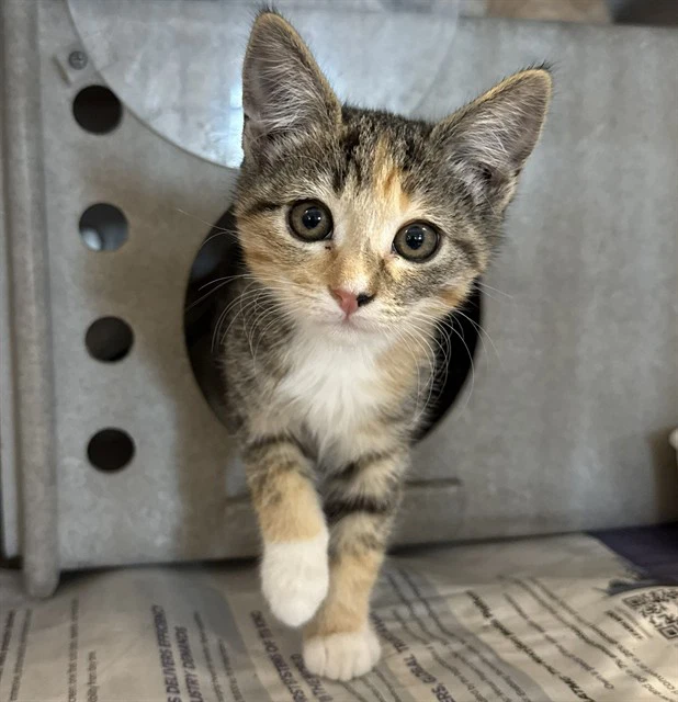 Bonita