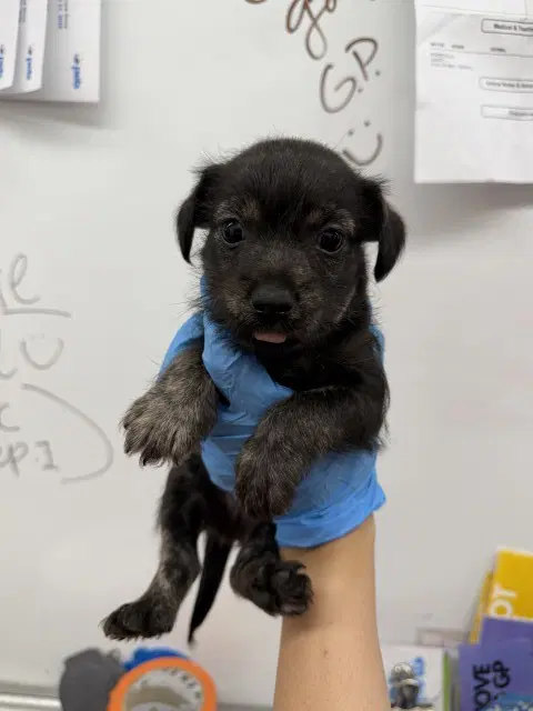 Paul - Terrier