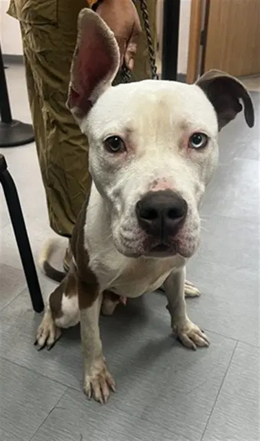 Los - Pit Bull Terrier