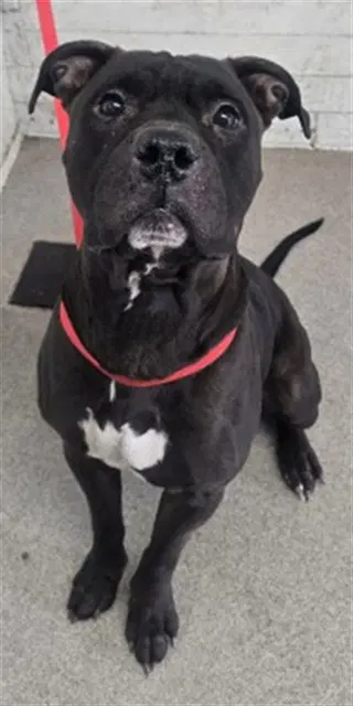 Rocko - Pit Bull Terrier