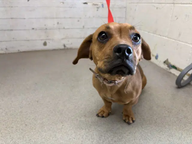 Dana - Dachshund