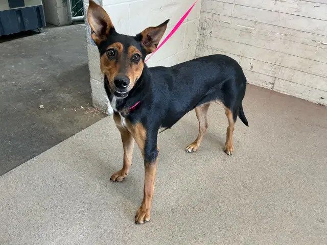 Tina - Doberman Pinscher