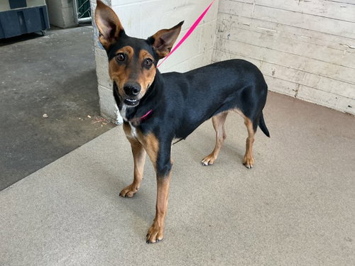 Tina, Doberman Pinscher / Australian Kelpie / Mixed (medium coat)