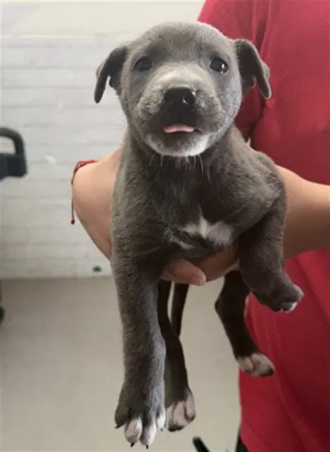 Beatrice - Pit Bull Terrier