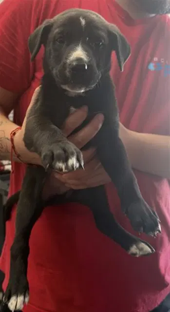 Sheldon - Pit Bull Terrier