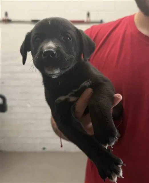 Howard - Pit Bull Terrier