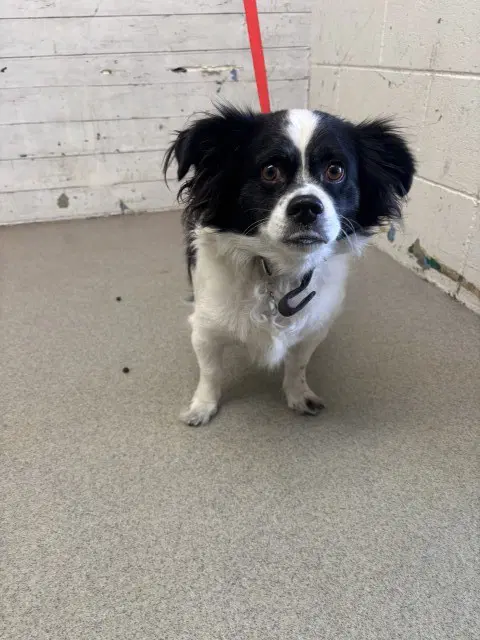Frankie - Chihuahua