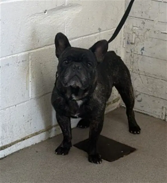 Lucas - French Bulldog