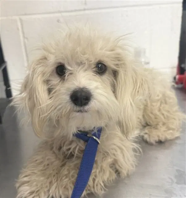 Ashley - Maltese