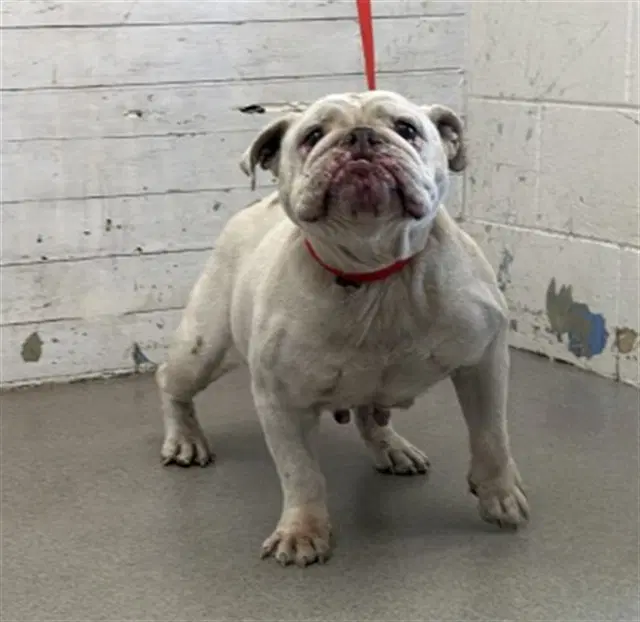 Erin - English Bulldog
