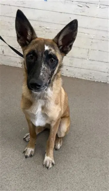 Athena - Belgian Shepherd Malinois