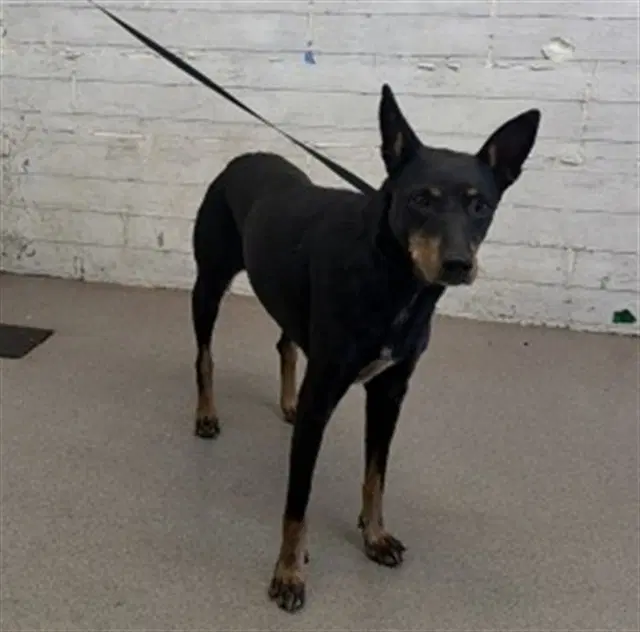 Josie - Manchester Terrier
