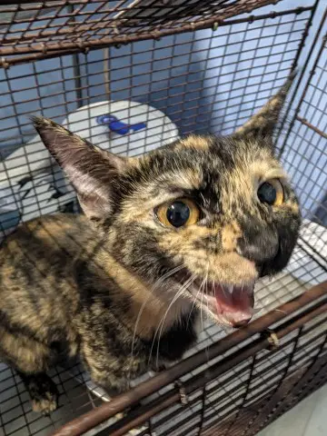 Spice - Domestic Short Hair