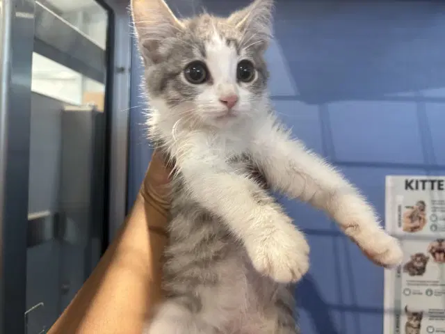 Velma - Domestic Short Hair