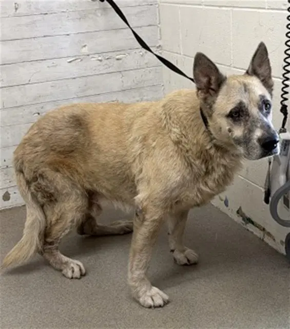 Aspen - German Shepherd Dog