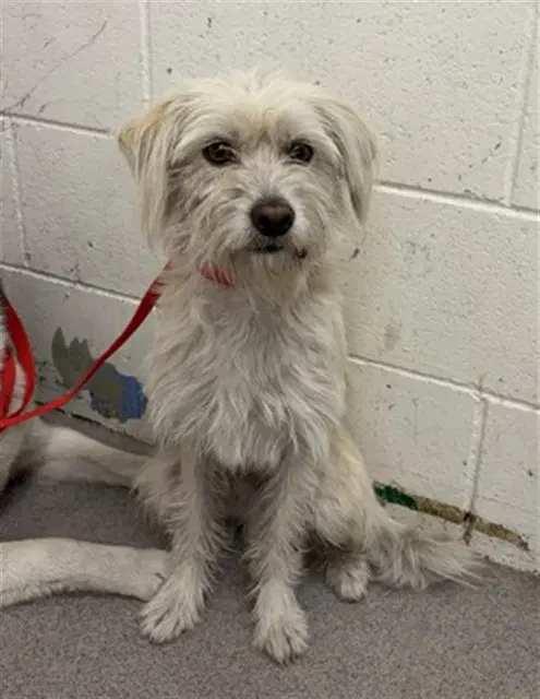 Monty - Terrier