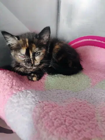 Stormi - Domestic Short Hair