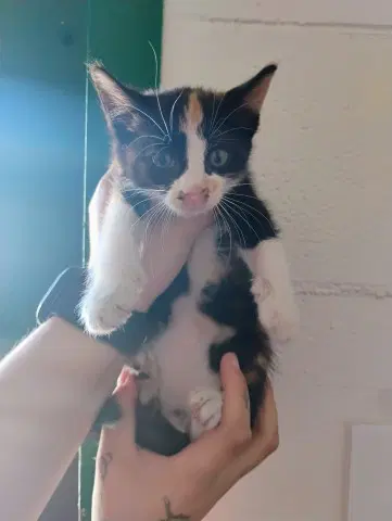 Lacy - Domestic Short Hair
