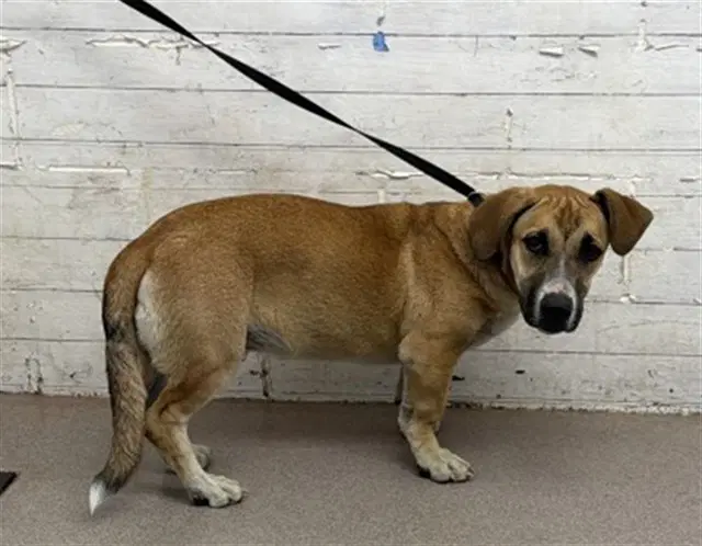 Kodak - Basset Hound