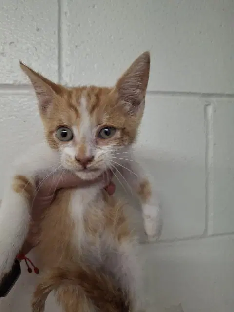 Cody - Domestic Short Hair