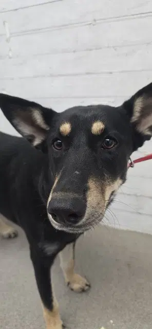 Fiona - German Shepherd Dog