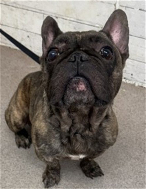 BRUTUS