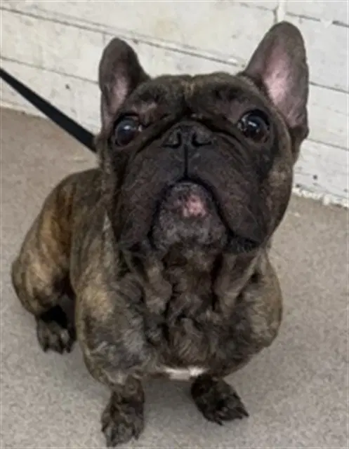 Brutus - French Bulldog