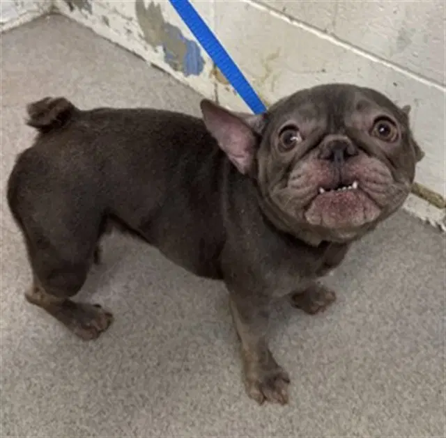 Gracie - French Bulldog