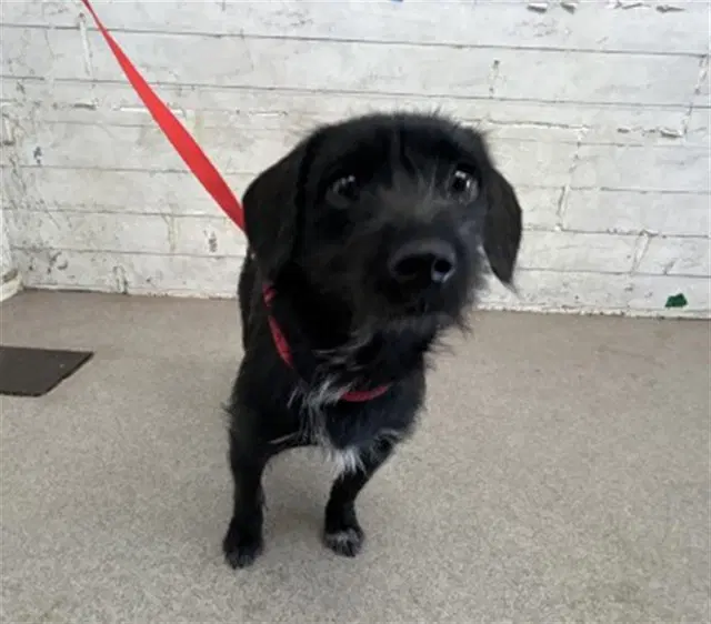 Cole - Terrier