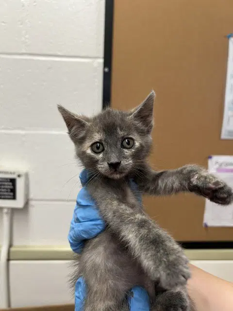 Wednesday - Domestic Short Hair