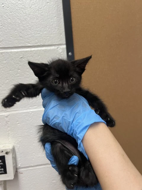 Gomez