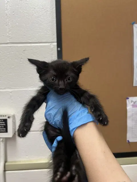 Pugsley - Domestic Short Hair