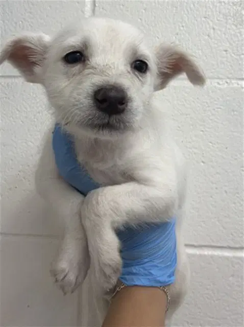 Cece - Terrier