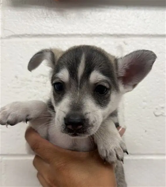 Bam Bam - Siberian Husky