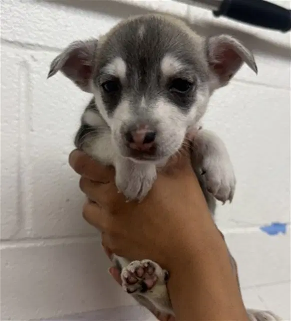 Betty - Siberian Husky