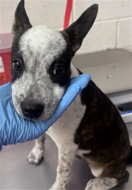 Muffin - Australian Cattle Dog/Blue Heeler